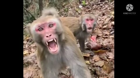 Monkey funny video || cute 🐵 monkey #longvidio monkey long video #YouTubelongvideo #longfeed