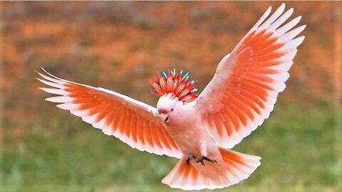 A Male Umbrella Cockatoo Becomes Thrilled While Dancing With Amazing Girls