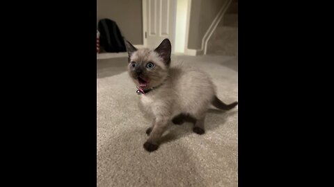 How Cats React When Seeing Stranger 1st Time - Running or Being Friendly 11? | Viral Cat