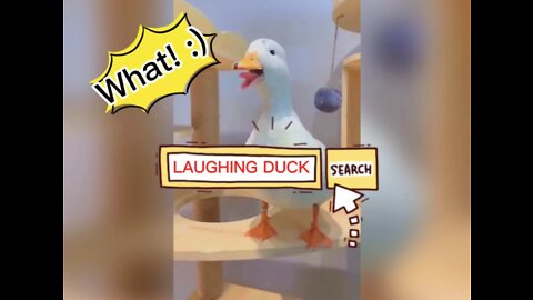 Laughing duck