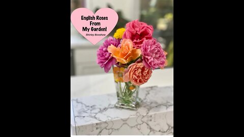 David Austin Roses From My Garden! Fragrant English Roses Cut Flowers! 🌹Shirley Bovshow (#shorts)