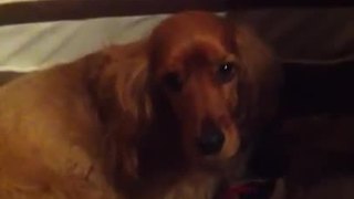 Dogs sing along to their favorite song
