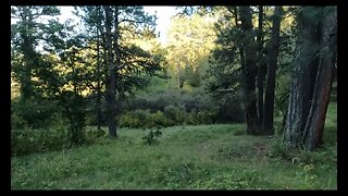 Two cows vanish while riding a trail in the Black Hills National Forest, WY