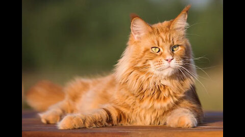 Majestic Maine Coon Cats