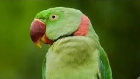 Parrot Eating Guava