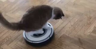 Cat hitches a ride on a Roomba