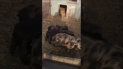 feeding pigs #shorts #farmboy #pigs