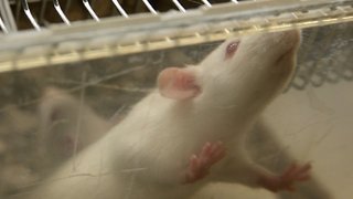 A Shutdown Can Stall All Federal Science — Starting With Lab Rats