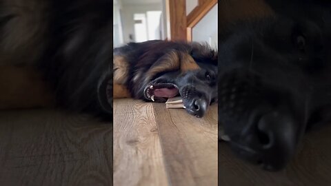 When you are really lazy… but also love your bone. #germanshepherd #gsd