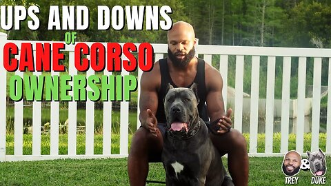 Some Ups and Downs of Cane Corso Ownership