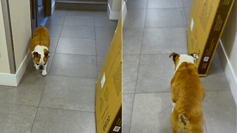 Never trust suspicious packages. My dog makes sure they will never attack him from behind...