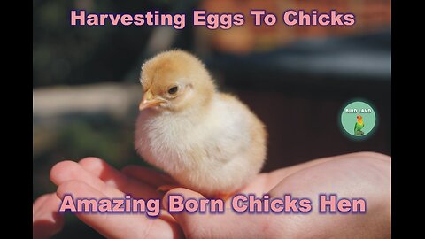 Amazing Born Chicks Hen Harvesting Eggs To Chicks