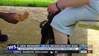Therapy dog helping incarcerated kids to overcome their struggles
