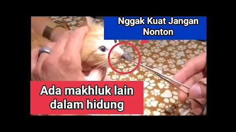 latest viral video 2021 - There is a strange animal nesting in the nose of this cute cat