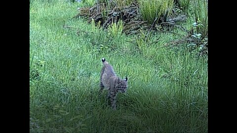 Bobcats Walking Through Tall Grass; Trail Cam Nature Video