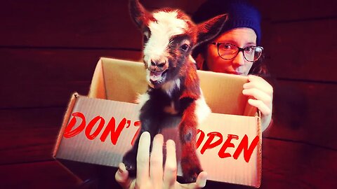 HOMESTEADERS’ NIGHTMARE! 11 reasons why HOMESTEADERS QUIT GOATS!