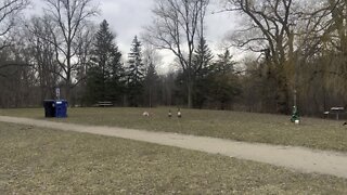 Canada Geese very angry