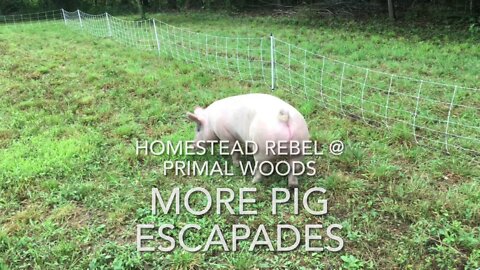 2022 Aug 14 Pig Escapades Continue
