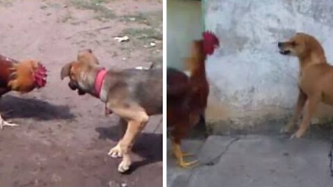This adorable dog decided to face the mighty rooster and look what happened