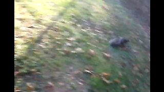 Quick Angry Gray Squirrel a Short Video