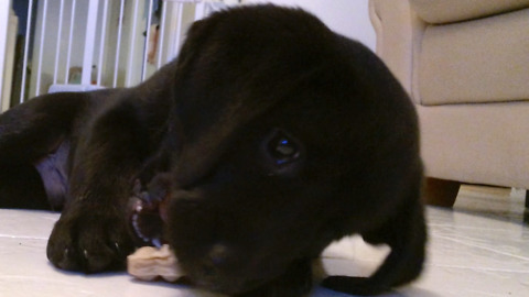 Labrador Puppy's First Headbutt