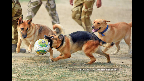 Teach, How to trained dogs by CISF demonstration of Dog Squad