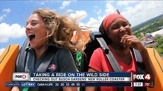 New coaster, Tigris, opens at Busch Gardens Tampa Bay Friday