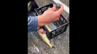 Putting lead weights in fish to win a fishing tournament…the proper way.