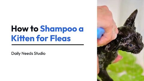 How to Shampoo a Kitten for Fleas | 12 Steps | Daily Needs Studio