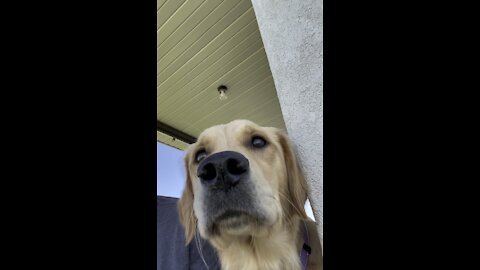 Golden retriever and cows