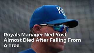 Royals Manager Ned Yost Almost Died After Falling From A Tree