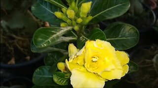 frutíferas floriferas produzindo em vaso a venda em Niterói RJ Brasil 🇧🇷