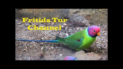 The Plum-Headed Parakeet Voice