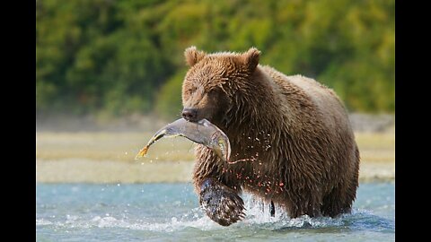 How does a bear catch a salmon