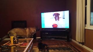 "Two Dogs Run Away After Seeing The Dachshund Wiener Dog AFV Clip On Television"