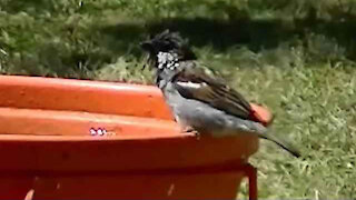 IECV NV #123 - 👀 House Sparrows Bathing And Eating Seed 10-13-2015