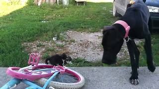 Great Dane Plays with Kittens