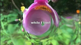 While I Live (Original Christian Song: Robin Calamaio)