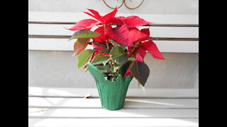 Thankful For You ~ Poinsettia For the Holidays