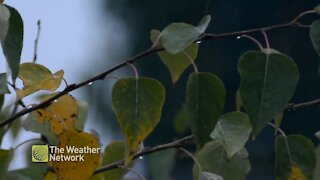 Rain pours down, soaks trees in Calgary