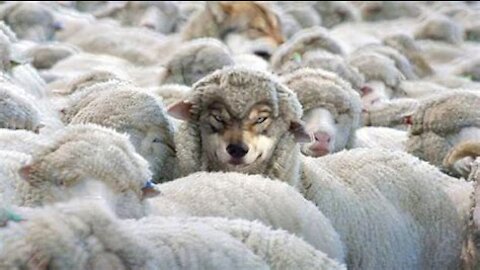 Wolves In Sheep's Clothing #SaveOurChildren