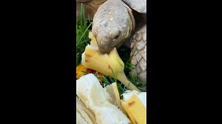 Sulcata Tortoise eating fruits