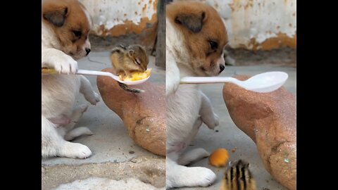 dog feeding squirrel