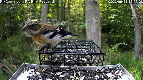 Immature male rose-breasted grosbeak during fall migration in PA Bird Feeder 3 9/11/2023