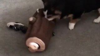 Corgi desperately attempts to fetch treat from toy