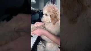 Peanut 🫶🏼 #dog #puppy #puppies #puppyplaying #piano #pianist #dogpianist #aldrinpiano #aldrinechever