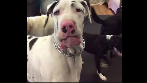 Loving Great Dane Sees Owner After Days Apart