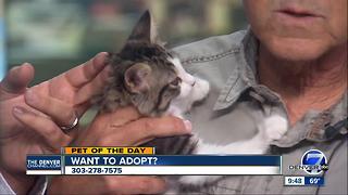 Pet of the day for July 16th - Darla the kitten