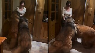 Gentle Big Dogs Get To Excited Too See Their Human Sister