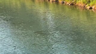 Fish In River